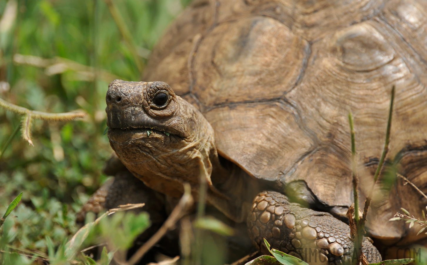 Stigmochelys pardalis babcocki [550 mm, 1/4000 sec at f / 8.0, ISO 1600]